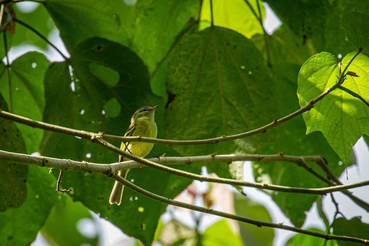 Urich's Tyrannulet - ML627630356