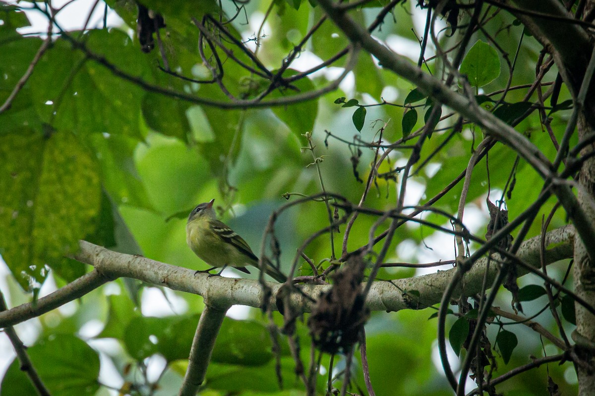 Urich's Tyrannulet - ML627630357