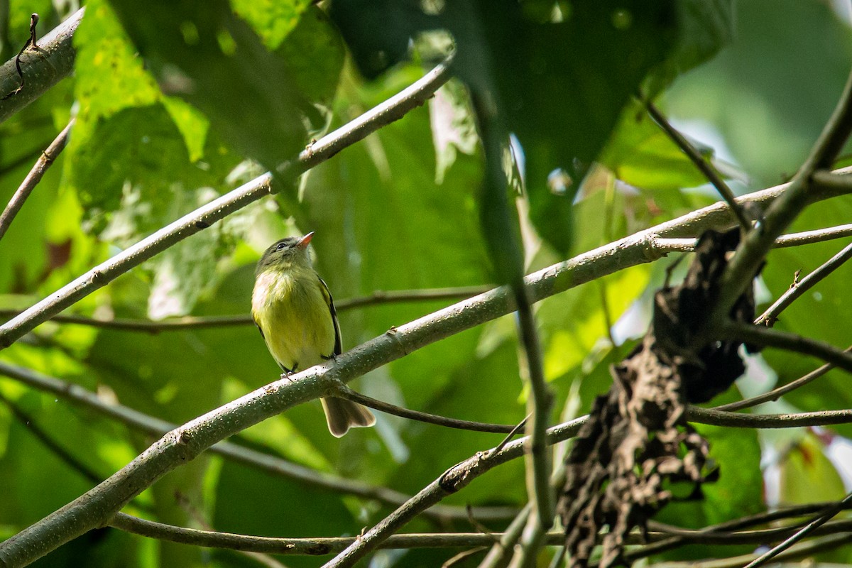Urich's Tyrannulet - ML627630358