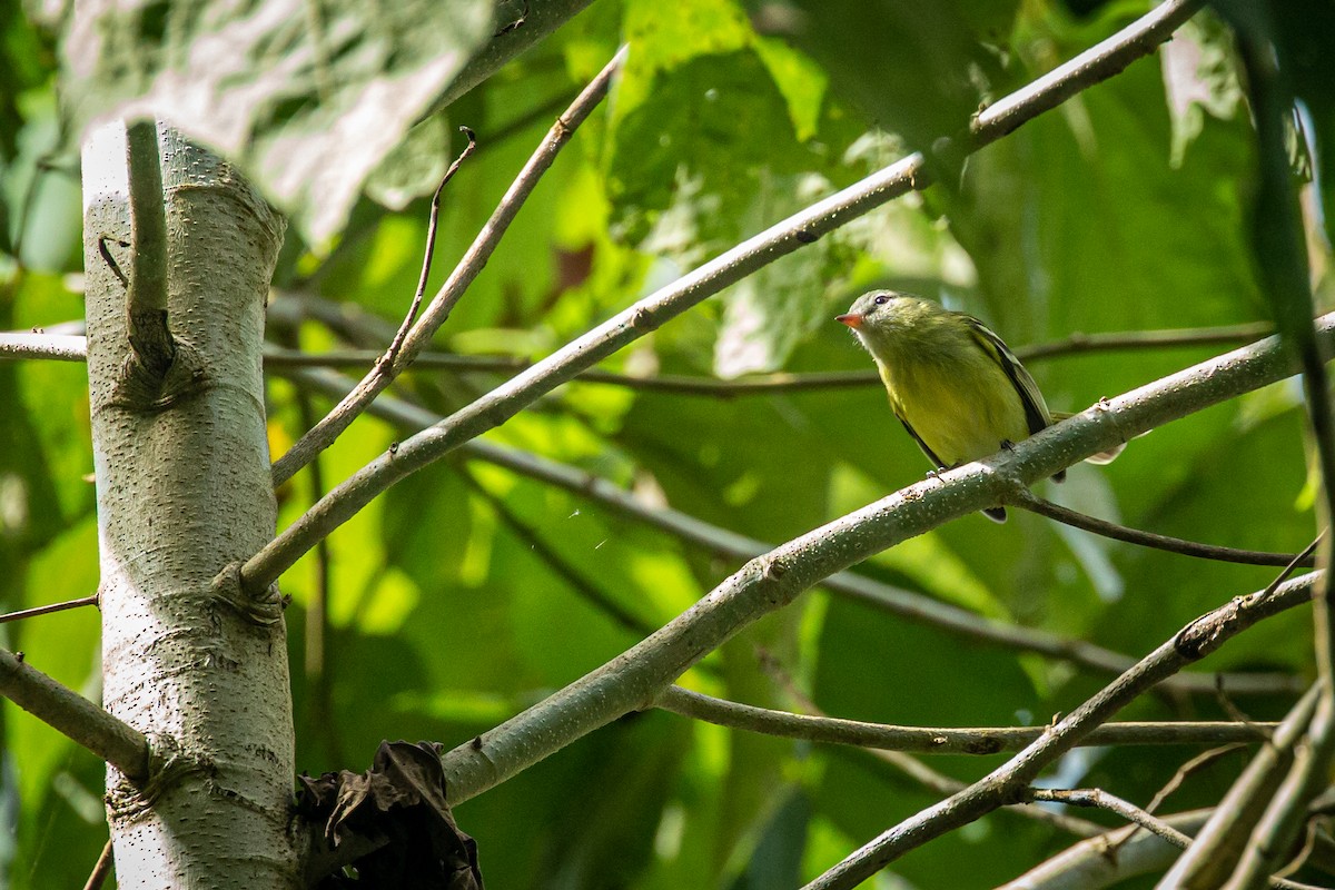 Urich's Tyrannulet - ML627630359