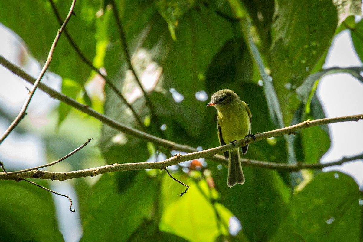 Urich's Tyrannulet - ML627630360