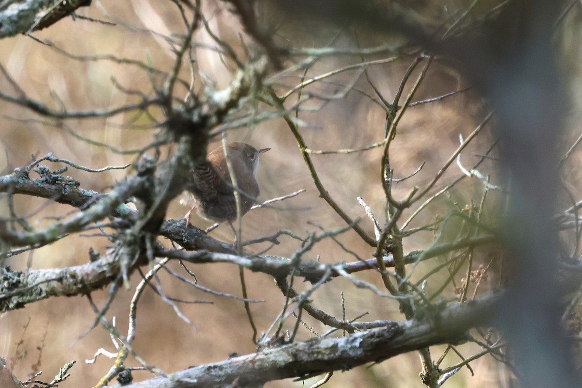 Northern House Wren - ML627630367