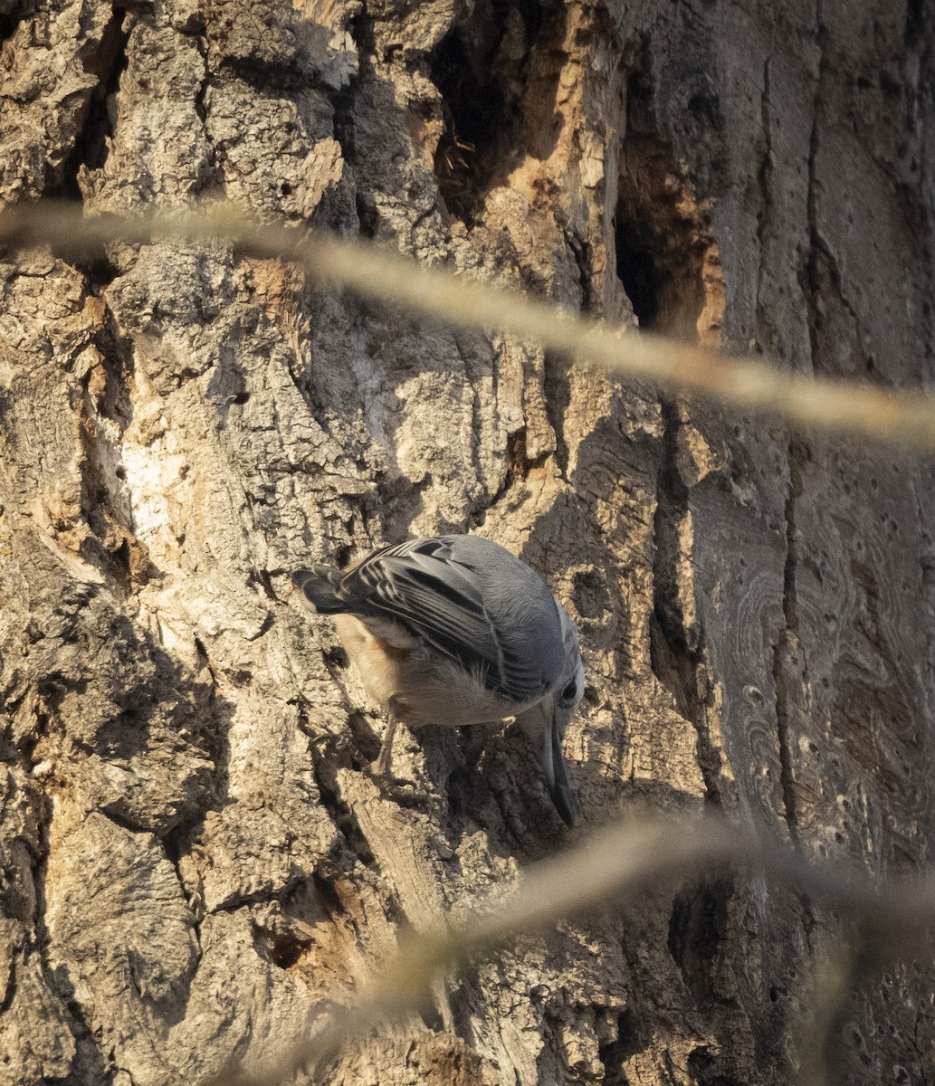 White-breasted Nuthatch - ML627630391
