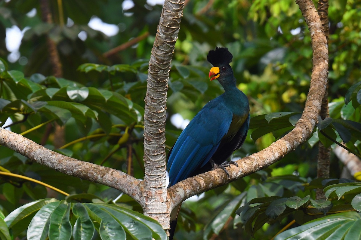 Great Blue Turaco - ML627630401