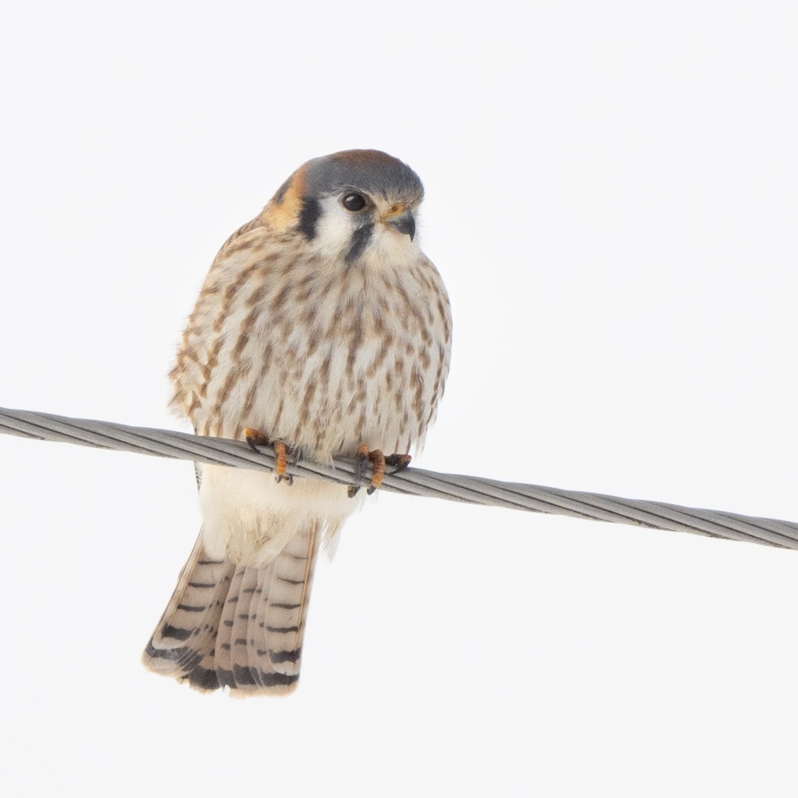 American Kestrel - ML627630416