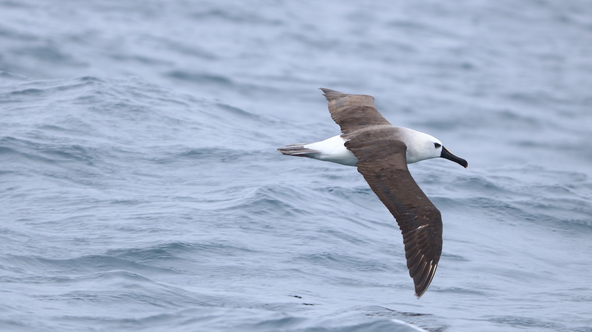 Atlantic Yellow-nosed Albatross - ML627630417