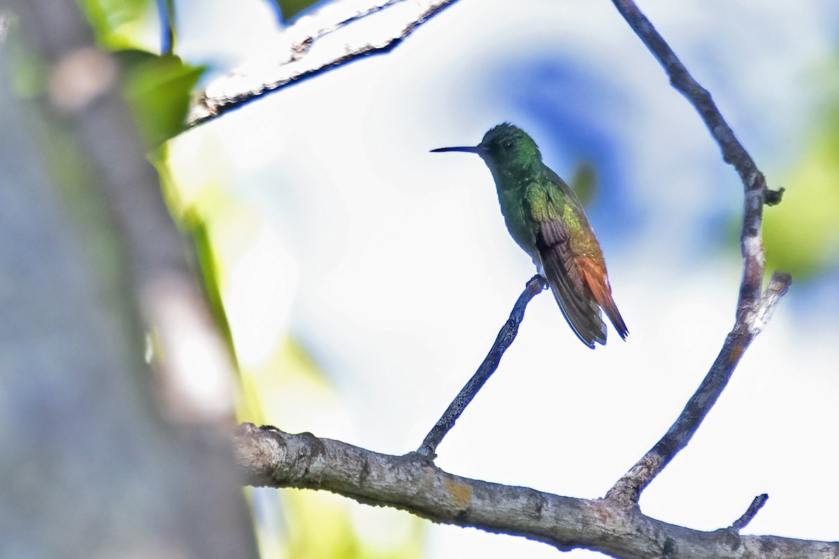 Copper-tailed Hummingbird - ML627630541