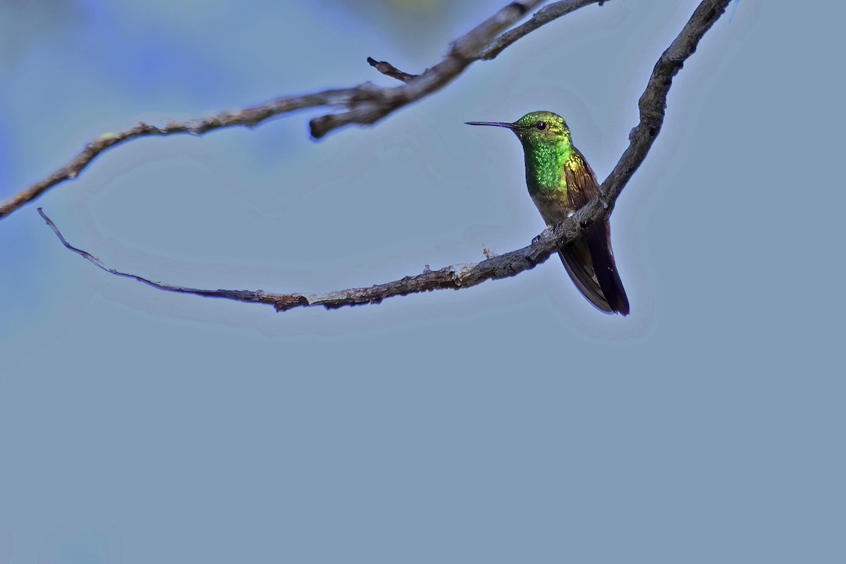 Copper-tailed Hummingbird - ML627630542