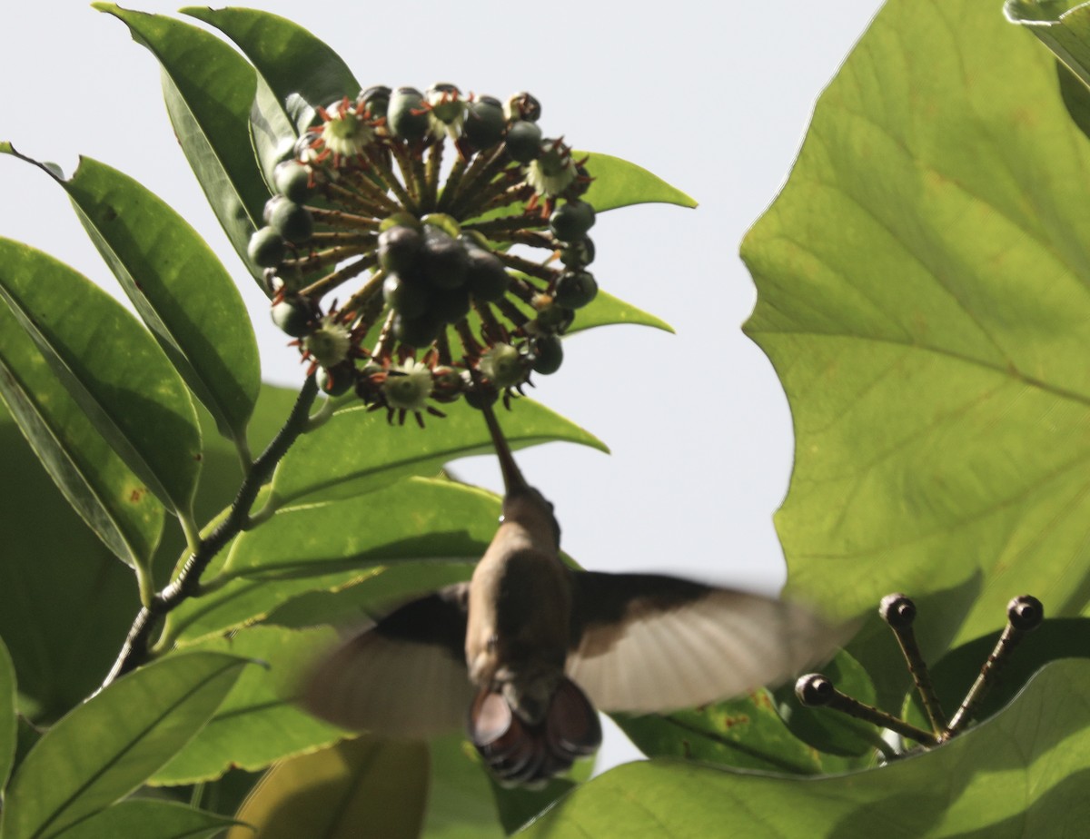 Rufous-breasted Hermit - ML627630591