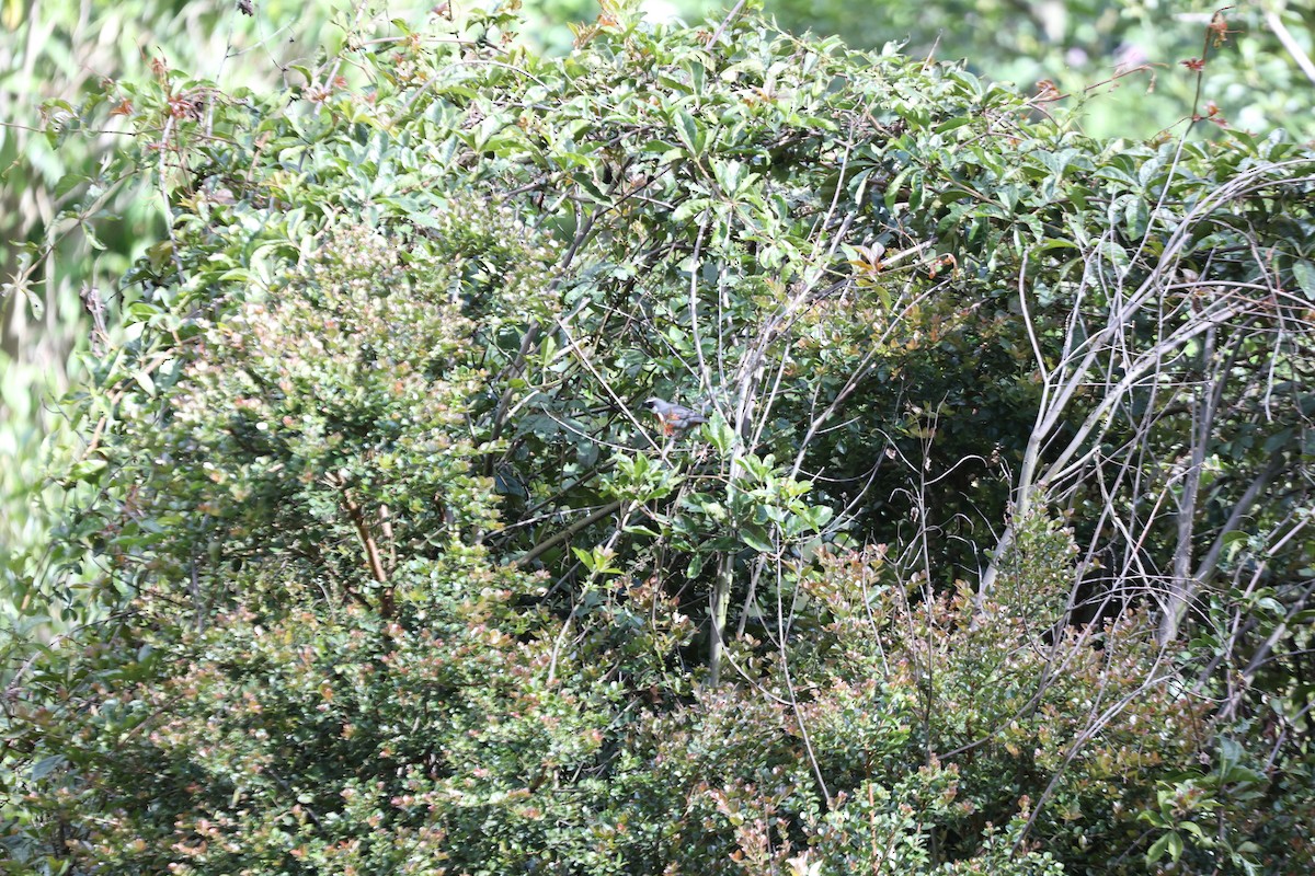 Chestnut-breasted Mountain Finch - ML627630632
