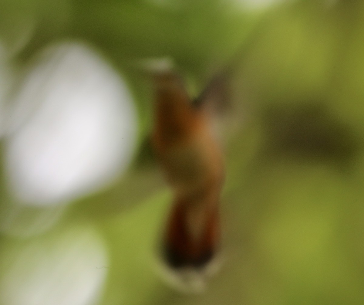 Rufous-breasted Hermit - ML627630761