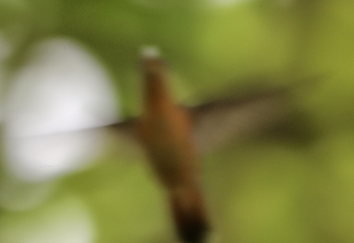 Rufous-breasted Hermit - ML627630763