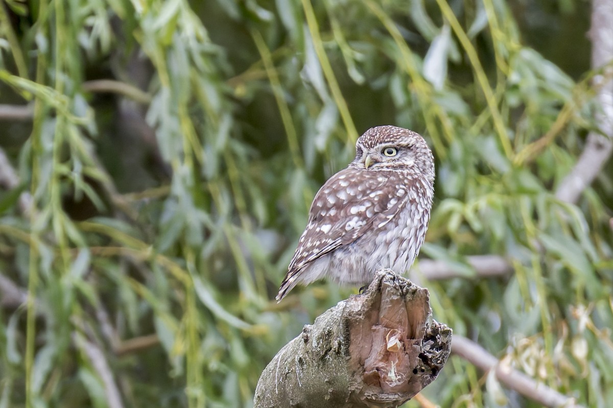 Little Owl - ML627630772