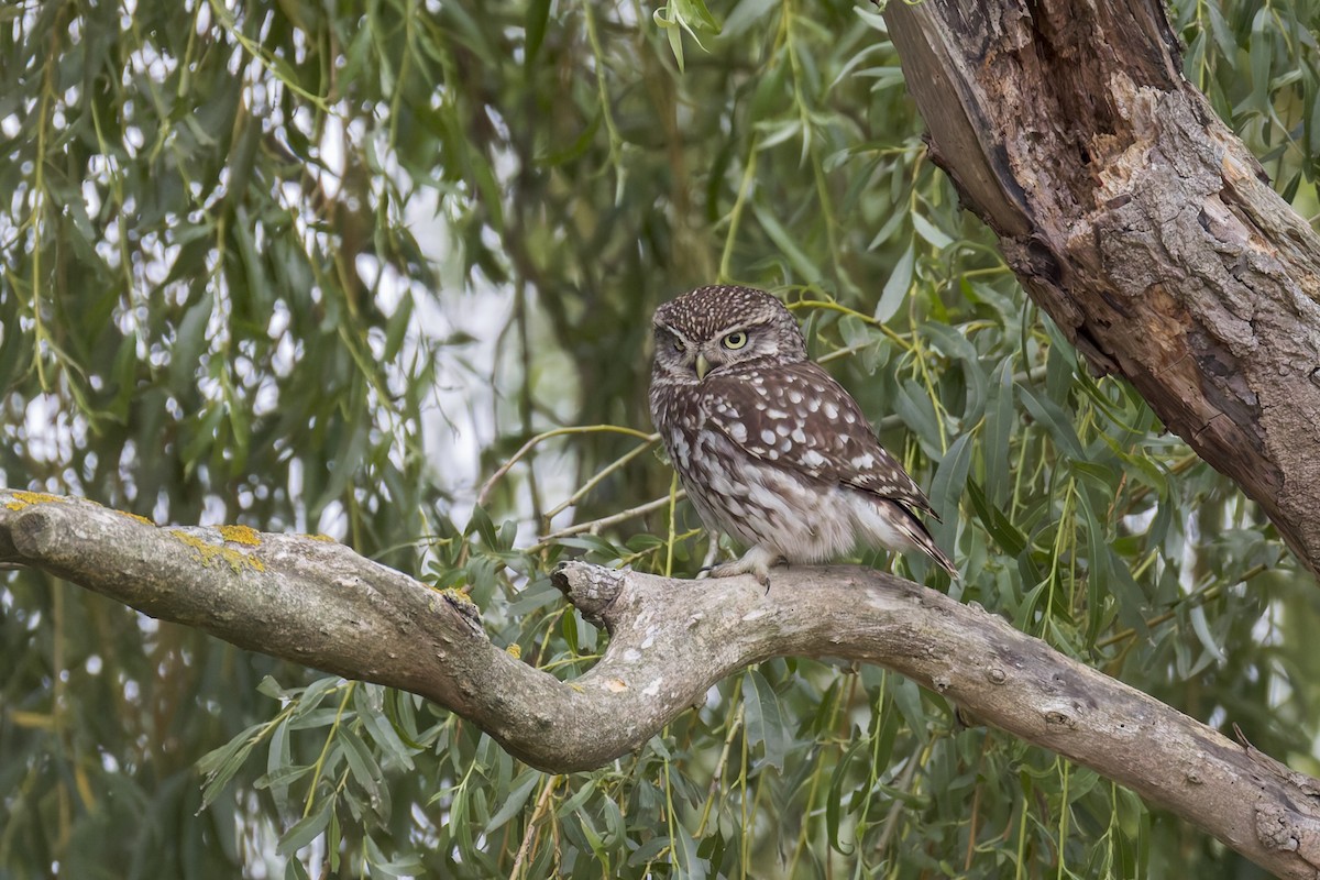 Little Owl - ML627630773