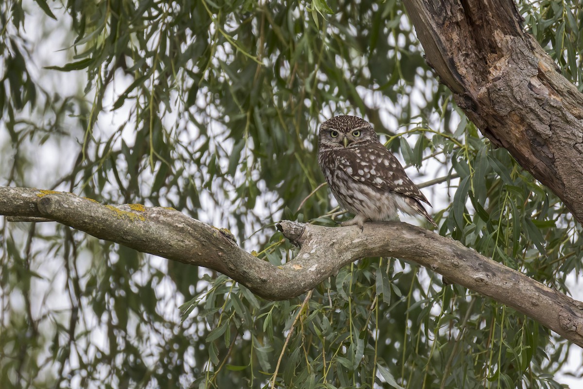 Little Owl - ML627630774