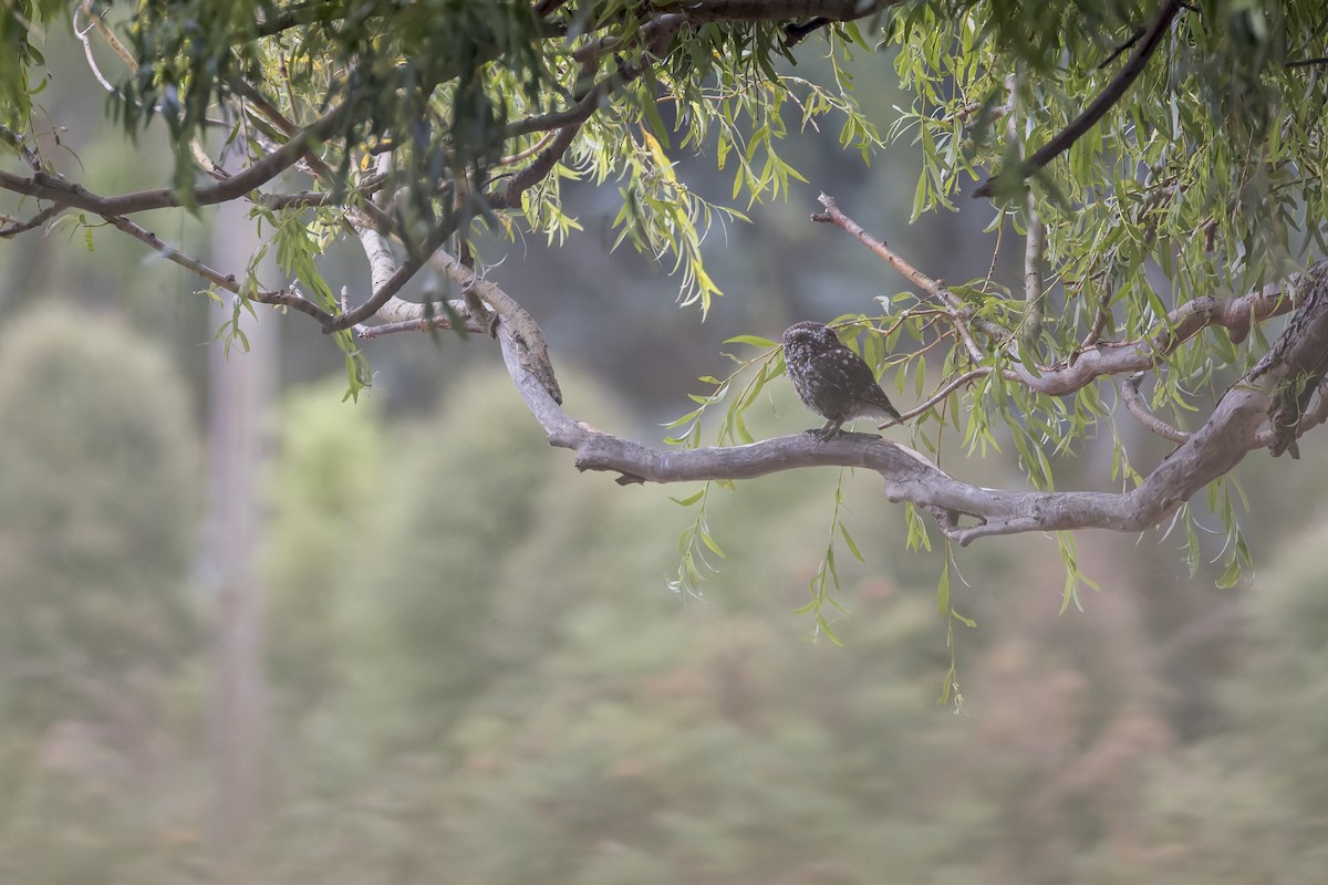 Little Owl - ML627630820