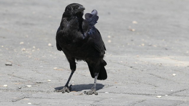 Cape Crow - ML627630840