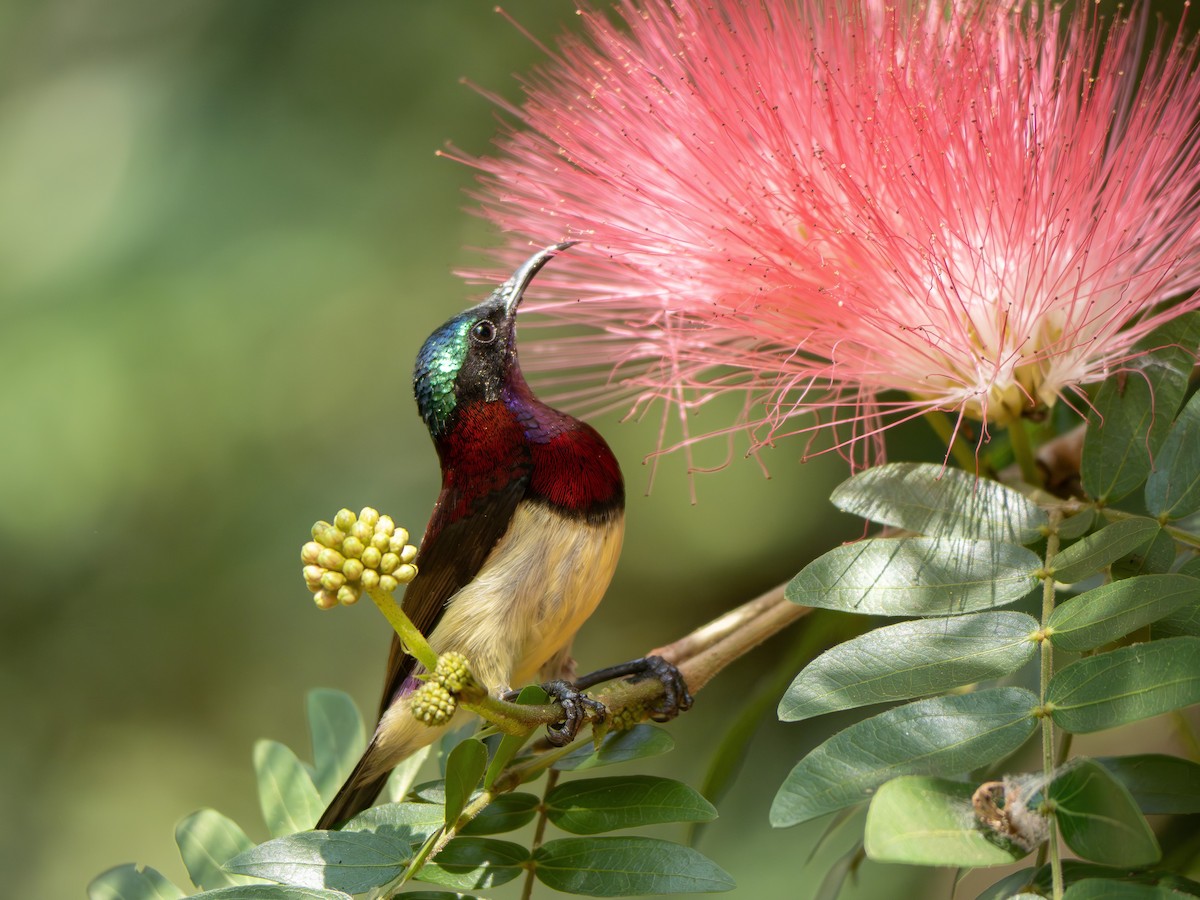 Crimson-backed Sunbird - ML627631010