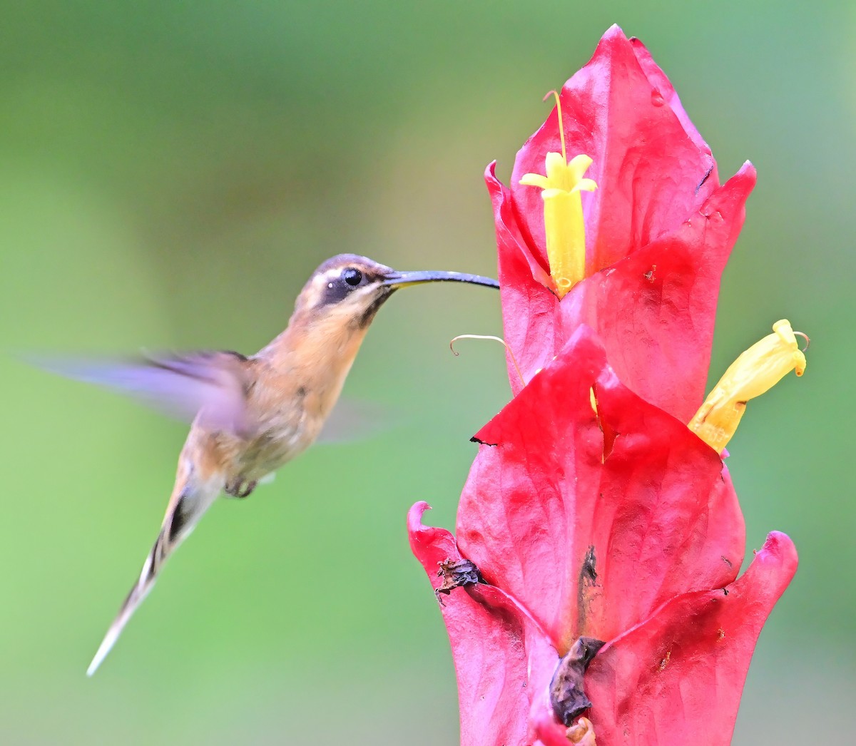 Rufous-breasted Hermit - ML627631129