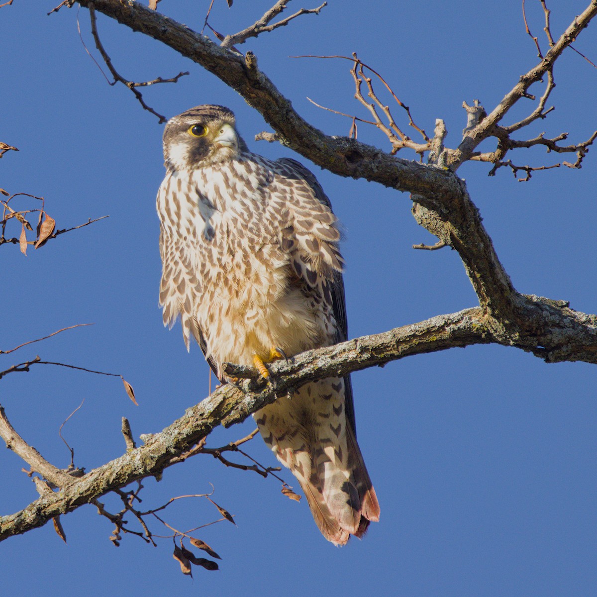 Peregrine Falcon - ML627631147