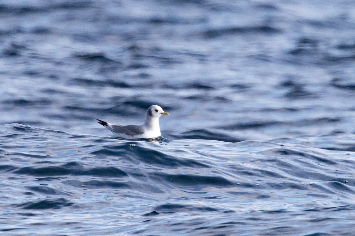 Black-legged Kittiwake - ML627631198