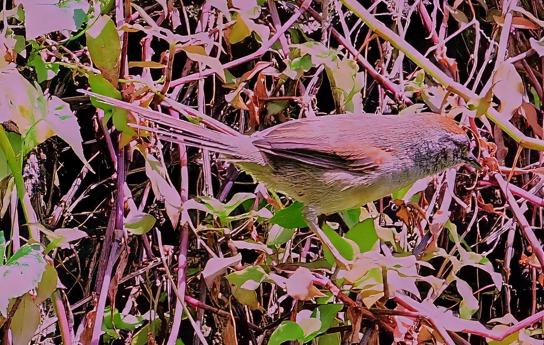 Pale-breasted Spinetail - ML627631233