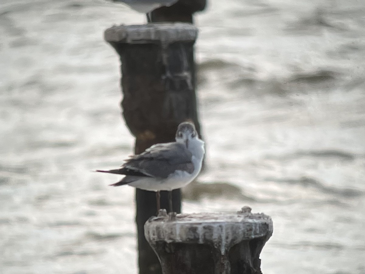 Franklin's Gull - ML627631234