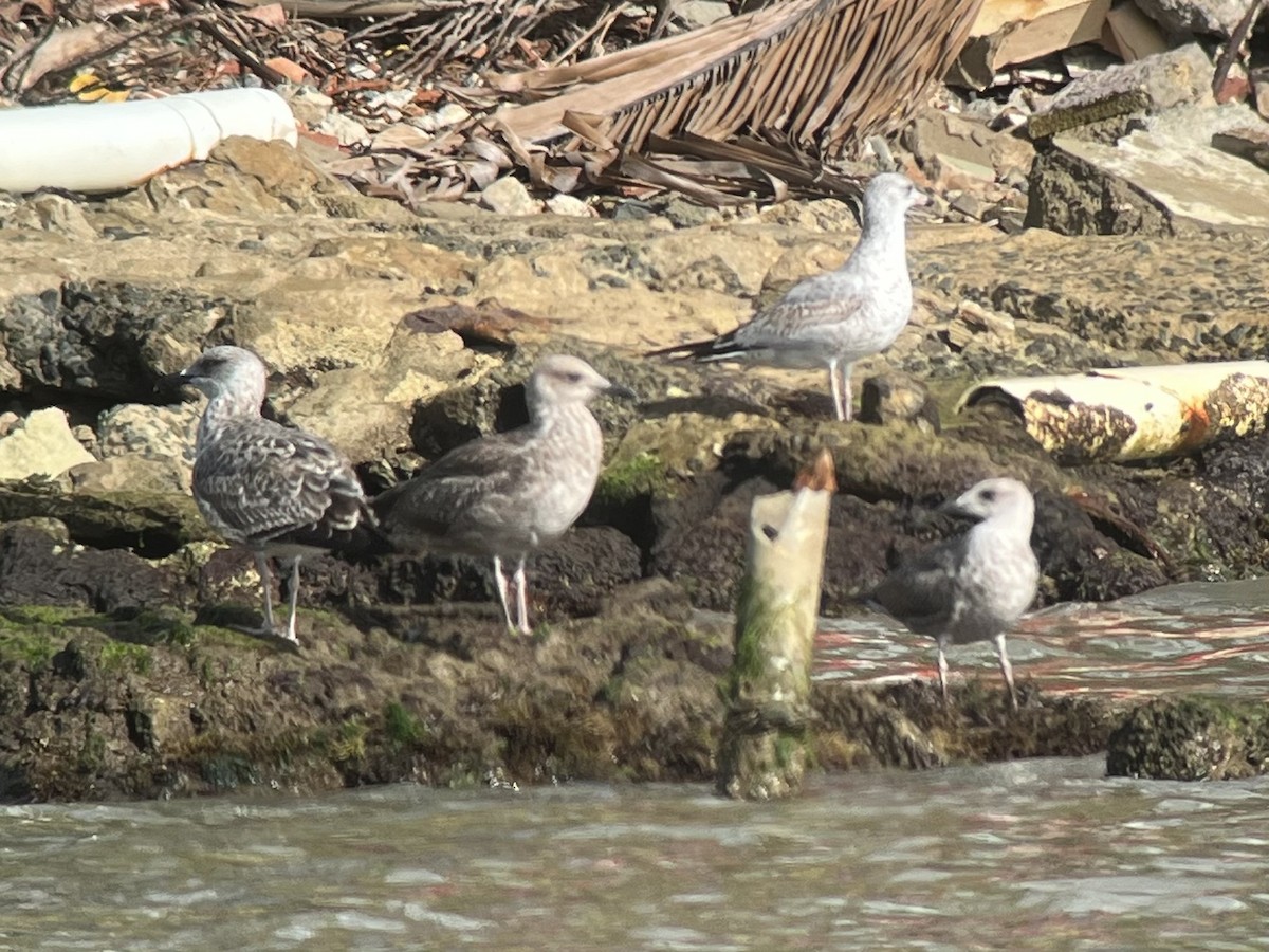 Lesser Black-backed Gull - ML627631242