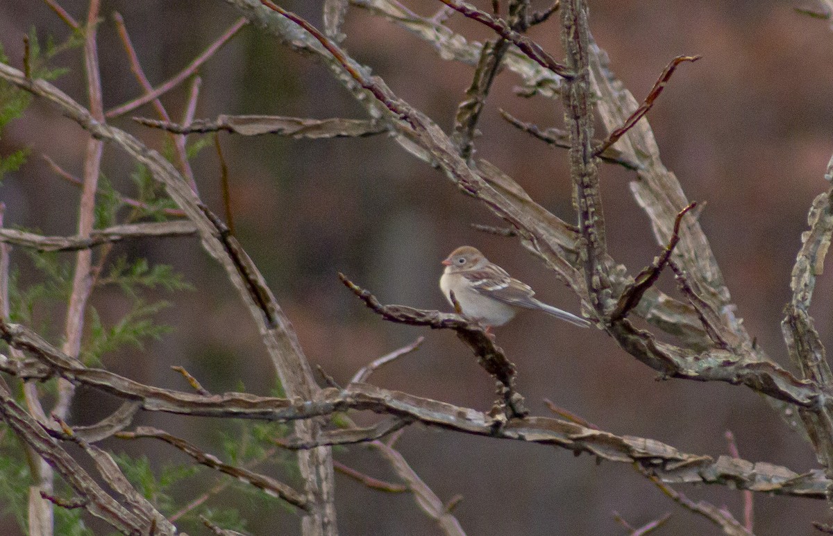 Field Sparrow - ML627631292