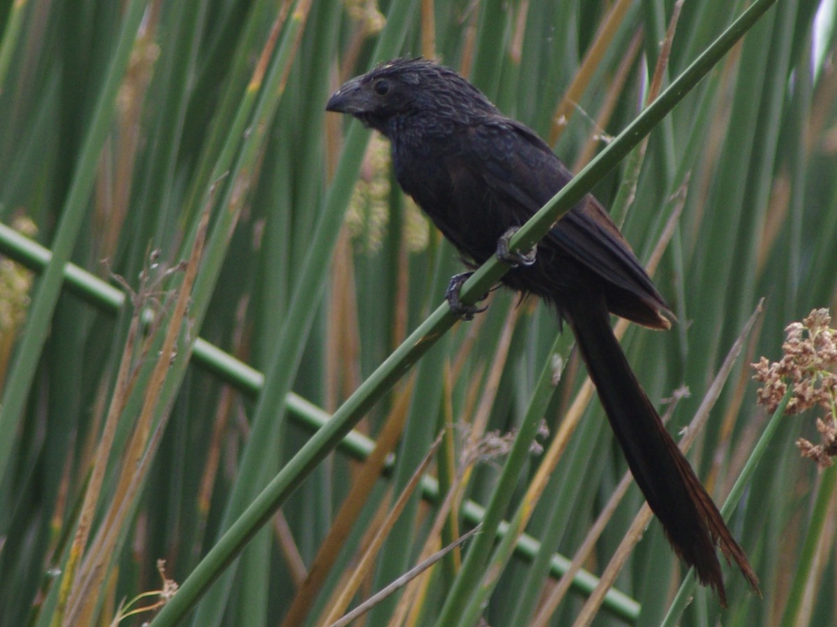 Groove-billed Ani - ML627631521