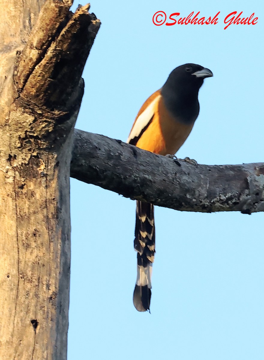 Rufous Treepie - ML627631598