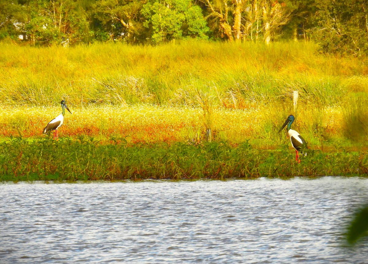 Black-necked Stork - ML627631616
