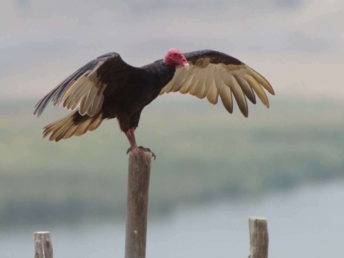 Turkey Vulture - ML627631620