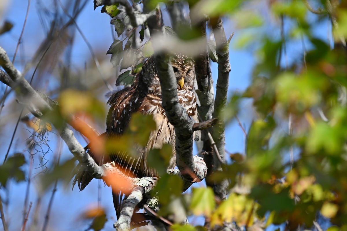 Barred Owl - ML627631813