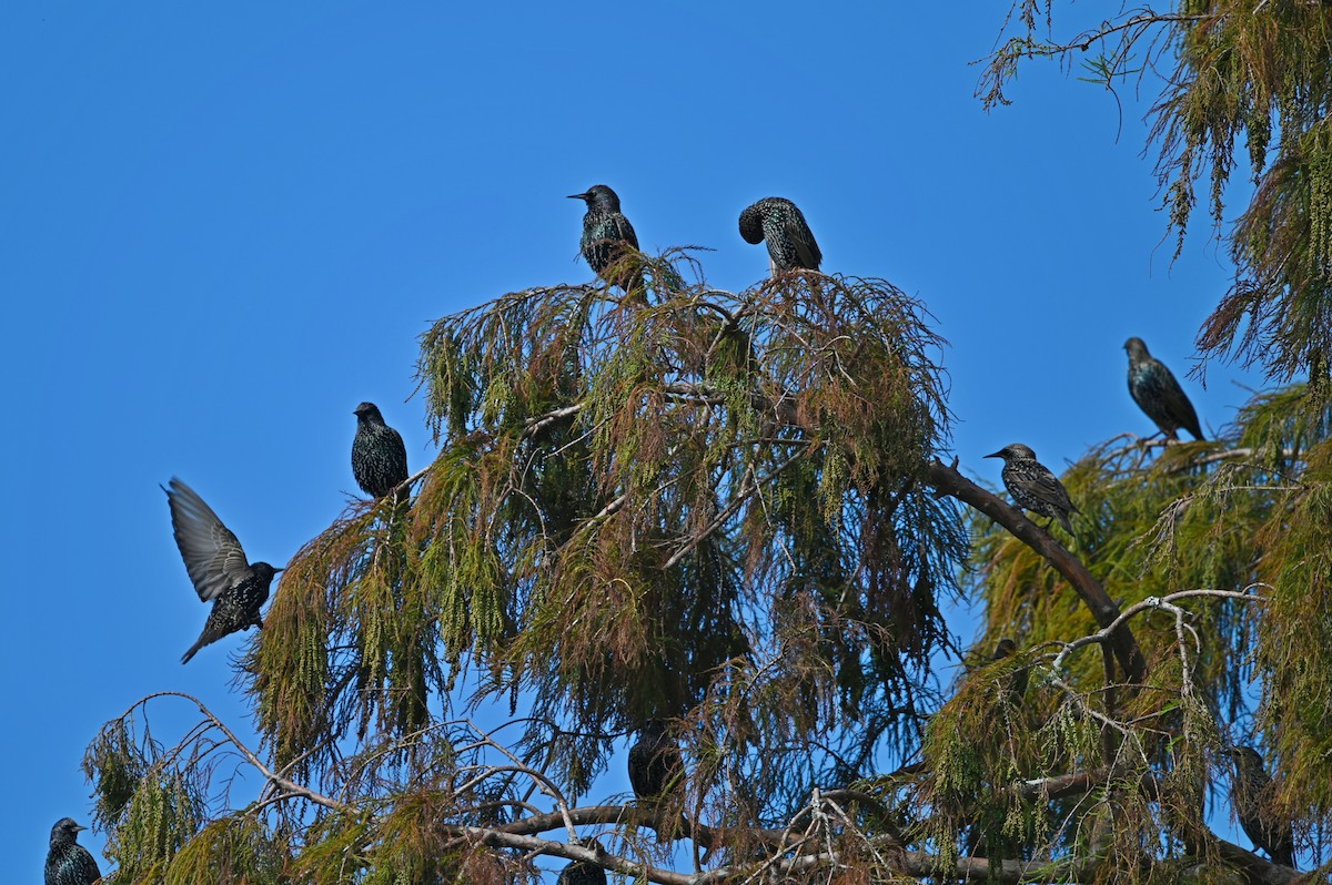 European Starling - ML627631820