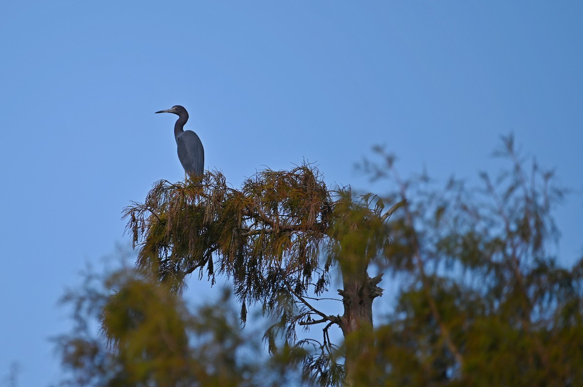 Little Blue Heron - ML627631832