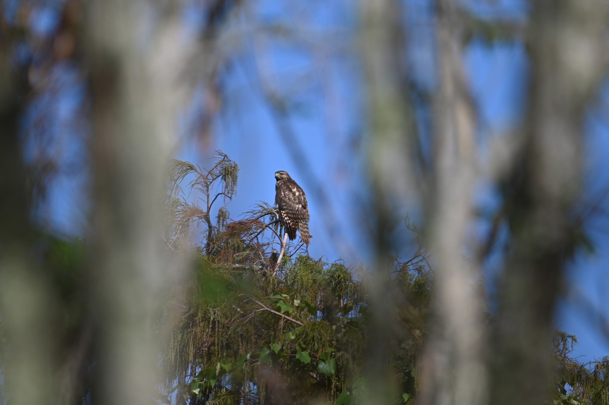 Red-shouldered Hawk - ML627631836