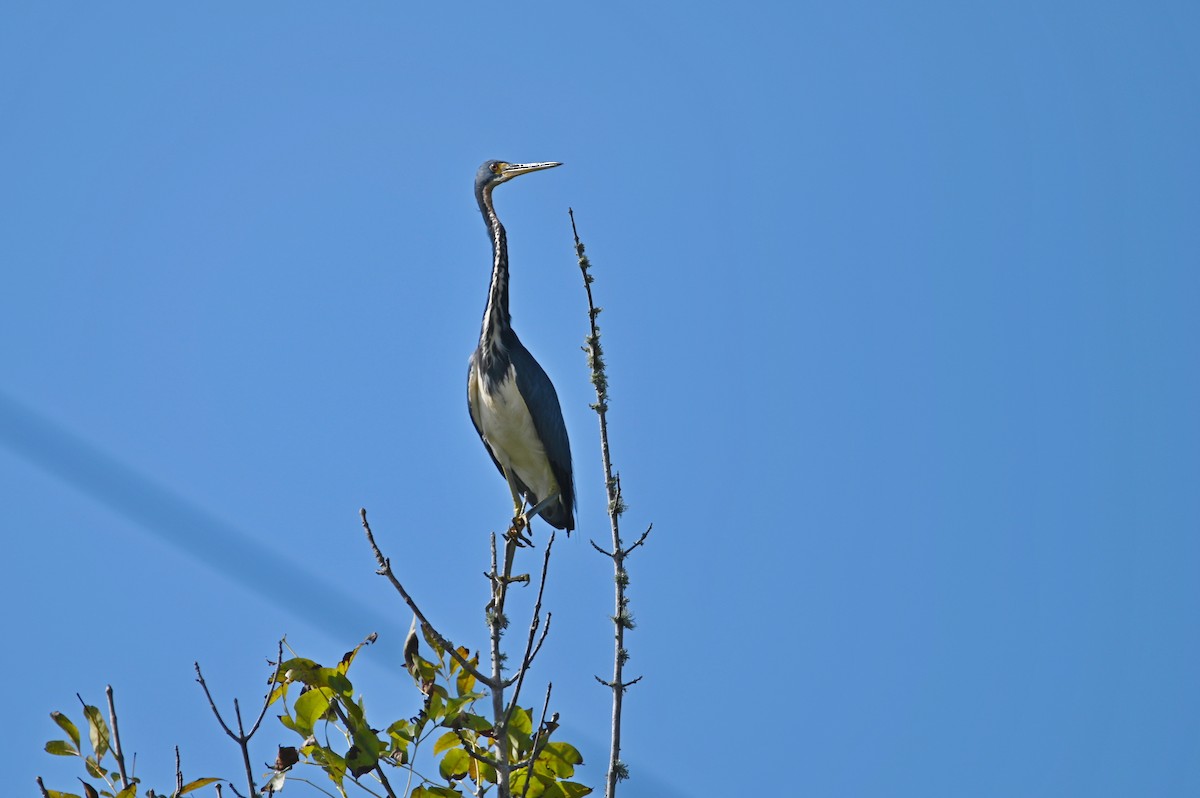 Tricolored Heron - ML627631841