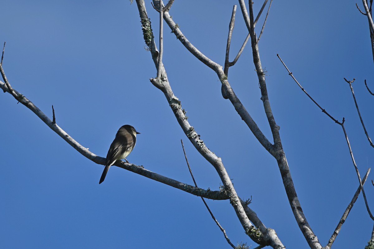 Eastern Phoebe - ML627631854