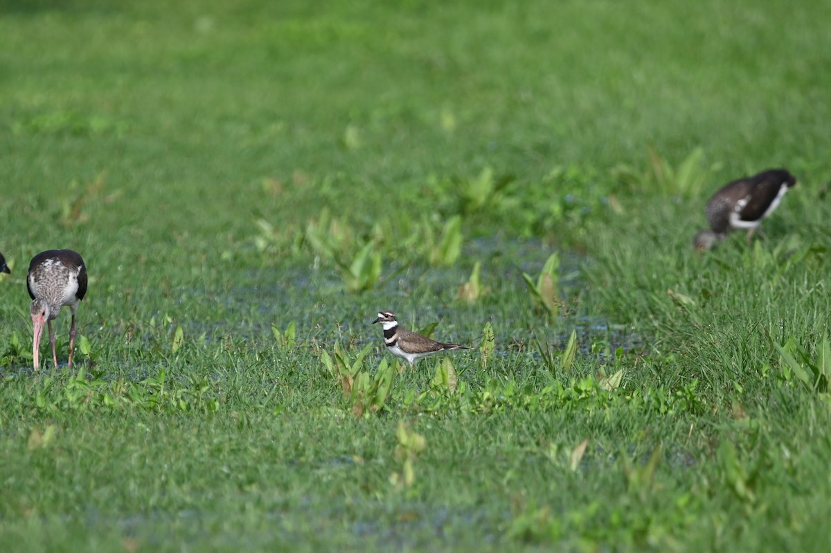 Killdeer - ML627631866