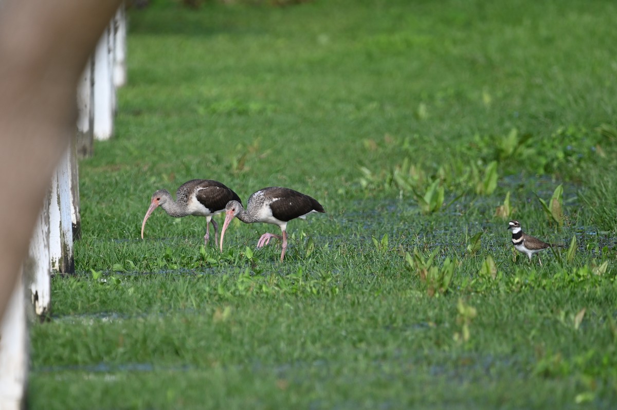 White Ibis - ML627631875