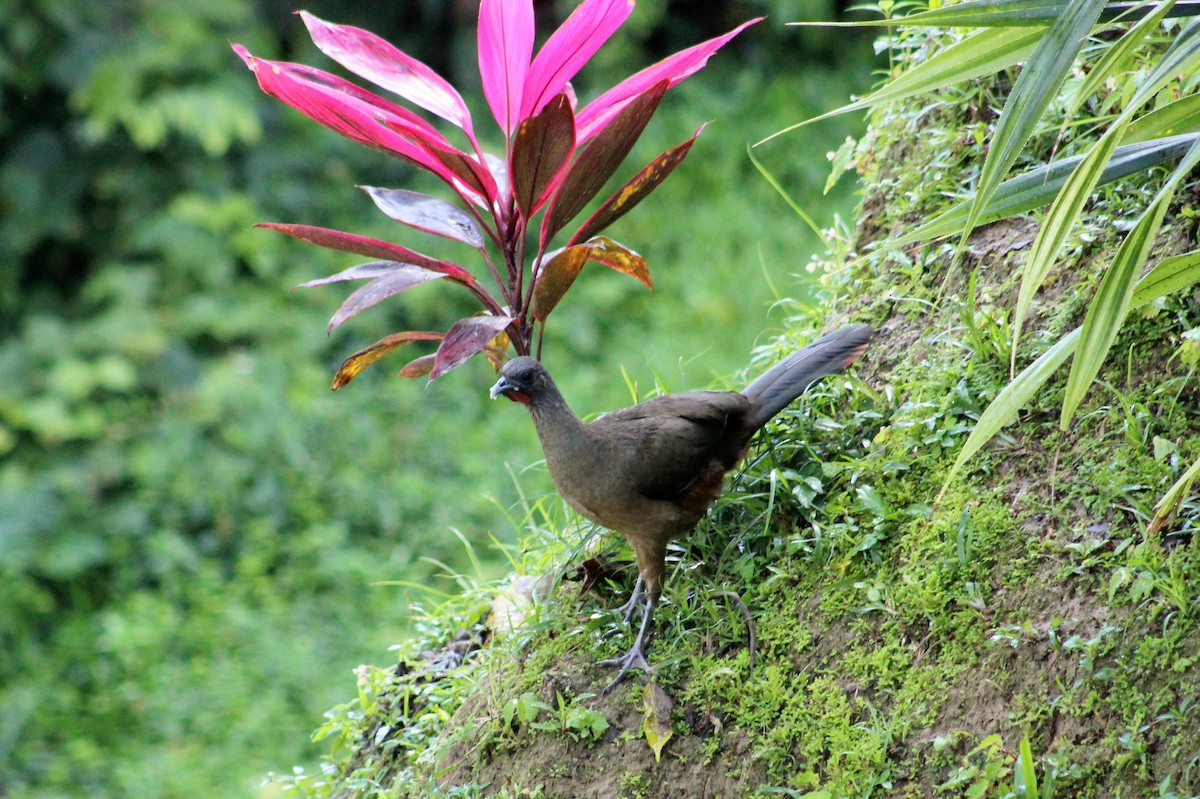 Chachalaca Culirroja - ML627631955