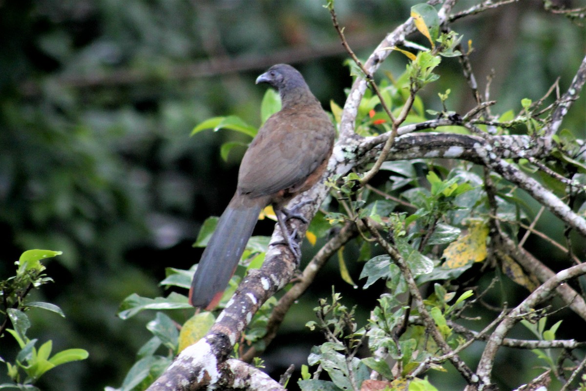 Chachalaca Culirroja - ML627631981