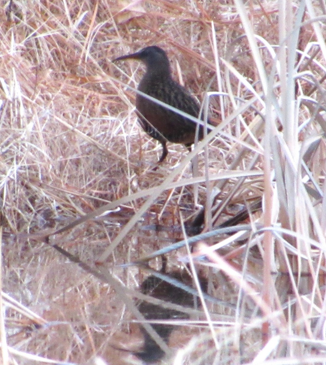 Virginia Rail - ML627632145