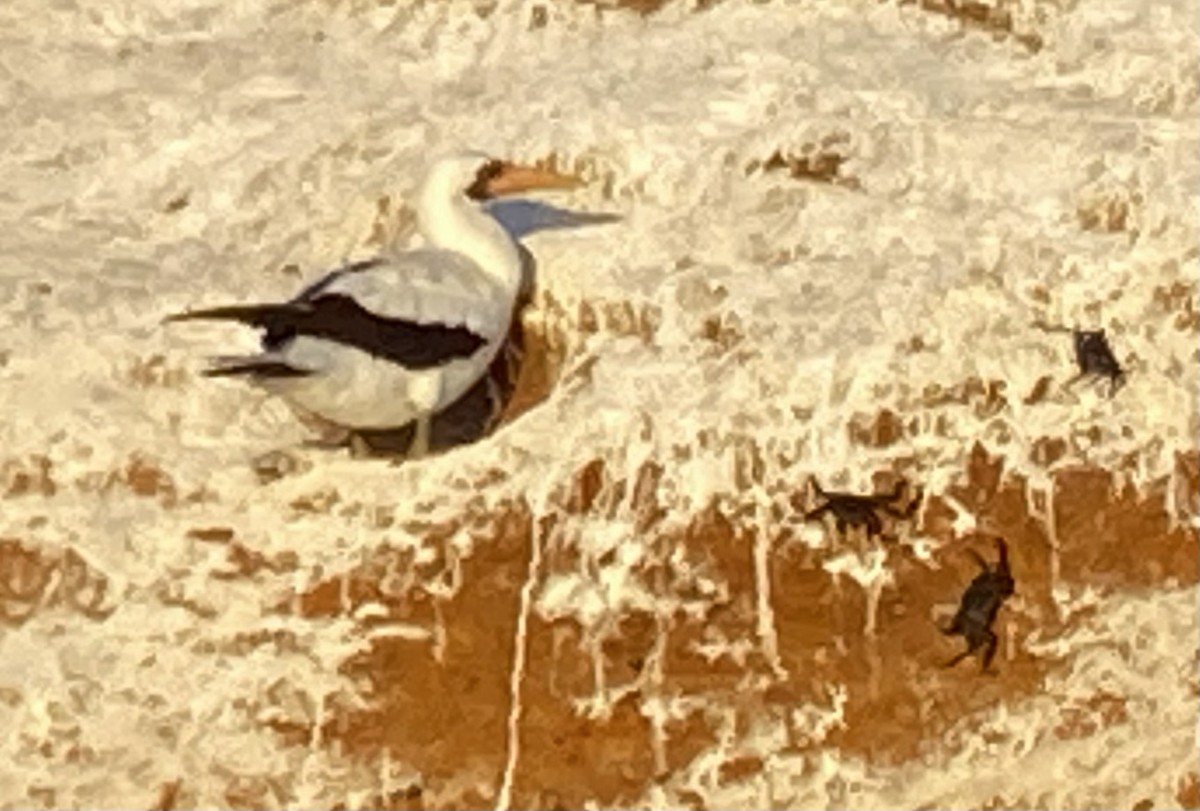 Nazca Booby - ML627632508