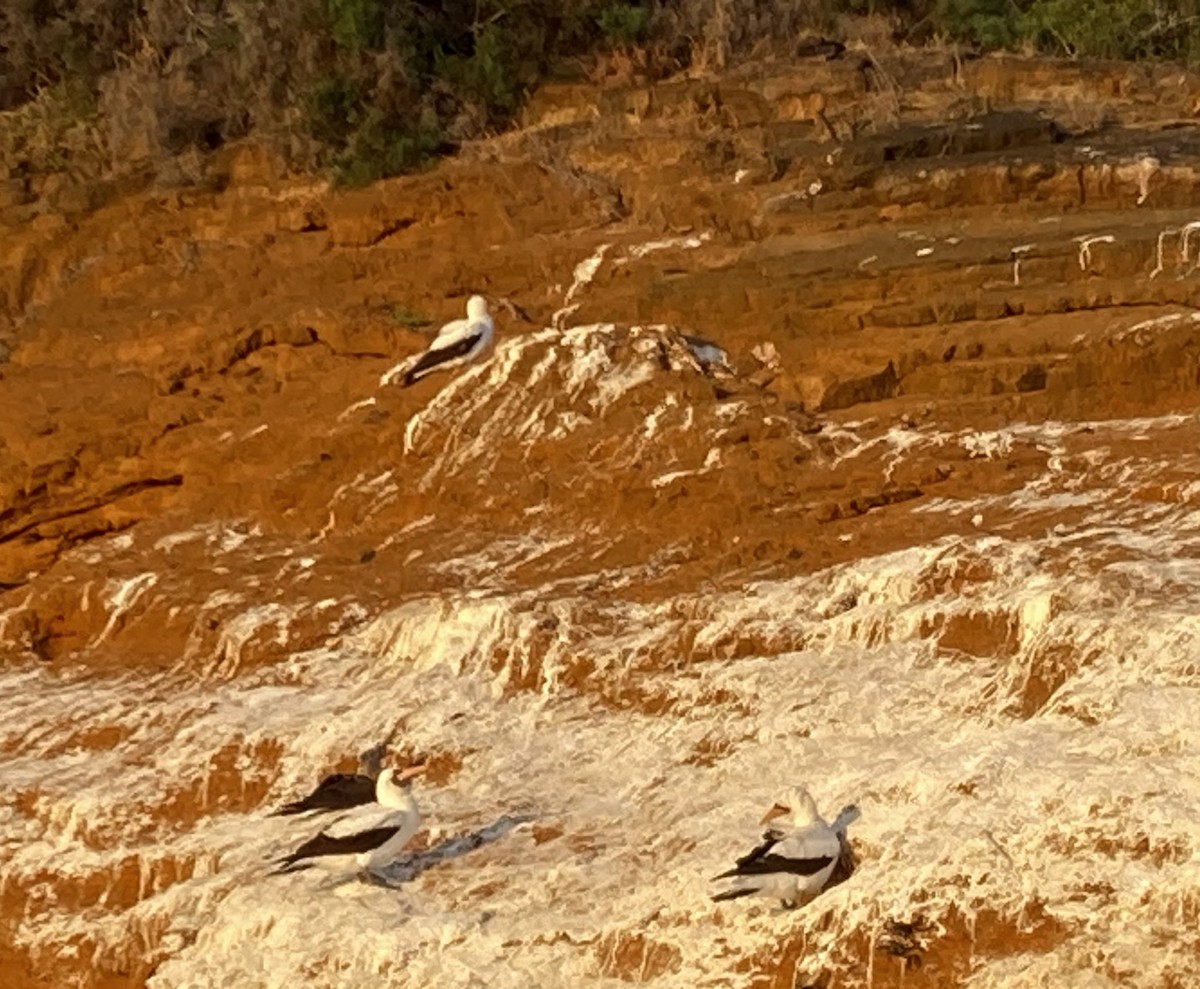 Nazca Booby - ML627632510