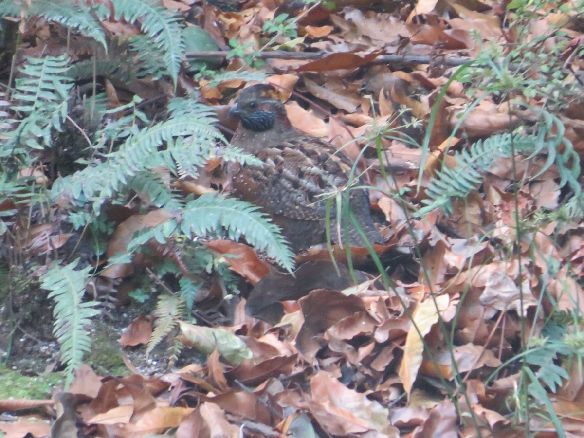 Spotted Wood-Quail - ML627632583