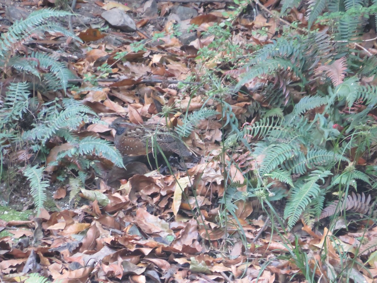 Spotted Wood-Quail - ML627632608