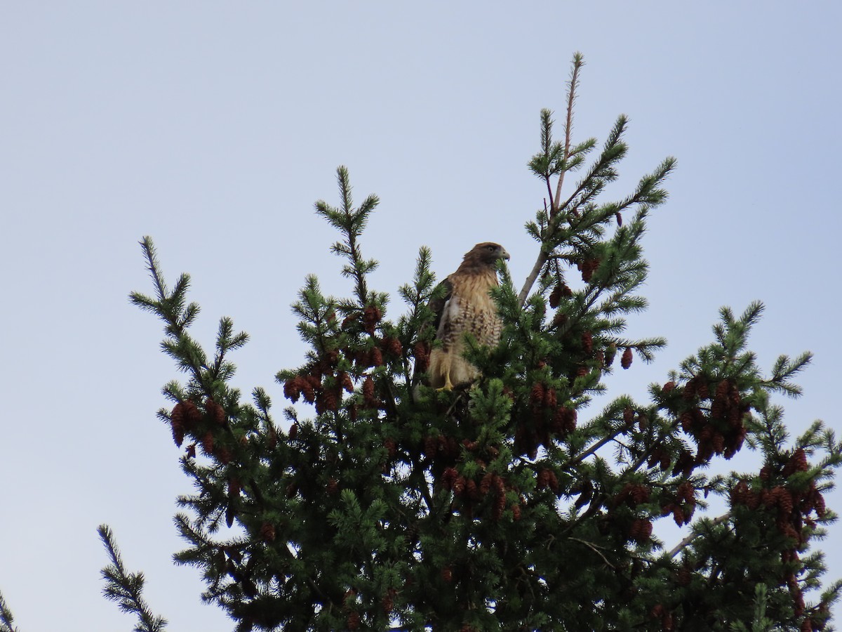 Rotschwanzbussard (calurus/alascensis) - ML627632628