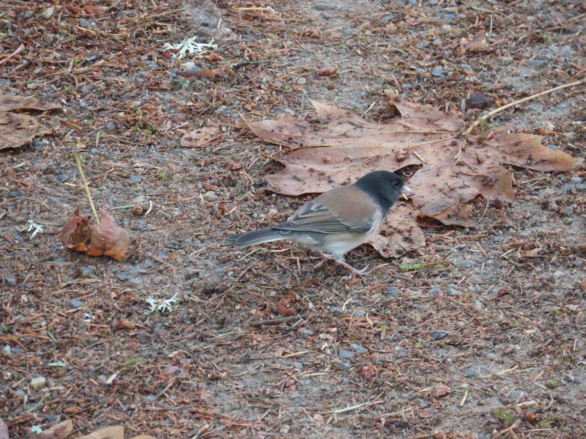 Winterammer [oreganus-Gruppe] - ML627632727